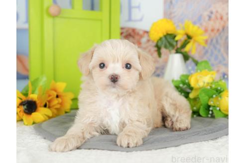 販売中の千葉県のミックス犬-388331の4枚目